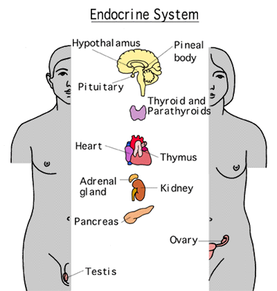 What organs make up the endocrine system