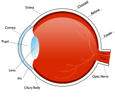 main functions of the eye