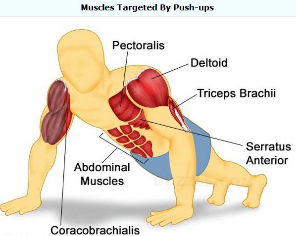 Which Muscles Will Pushups Work MD Health