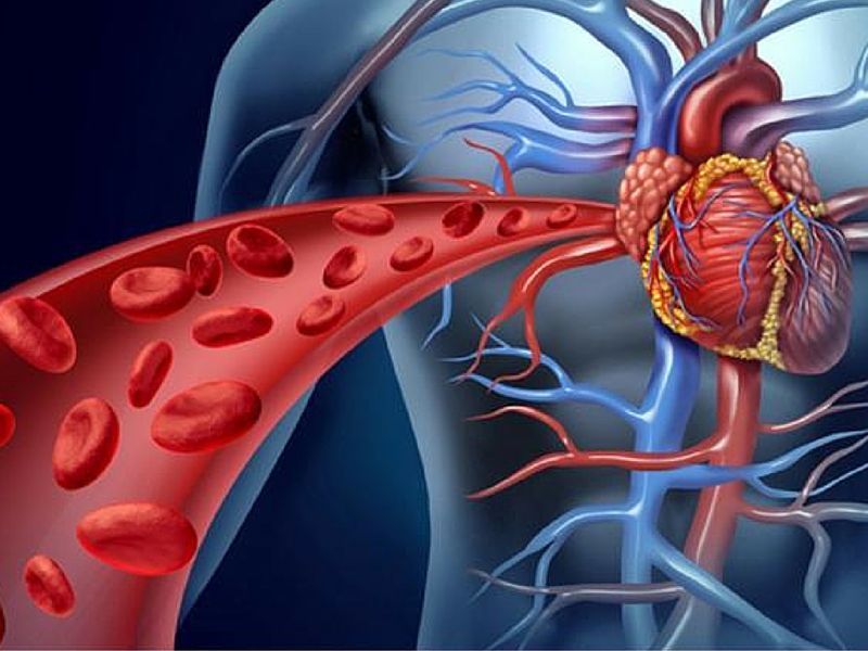 What Makes Your Blood Circulation Poor MD Health