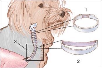 Collapsed Trachea in Dogs: Signs and Treatments | New Health Advisor