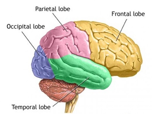 positions-and-functions-of-the-four-brain-lobes-new-health-advisor