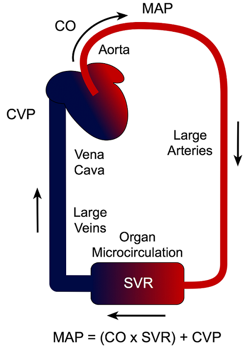 Mean Arterial Pressure Calculation And Results New Health Advisor