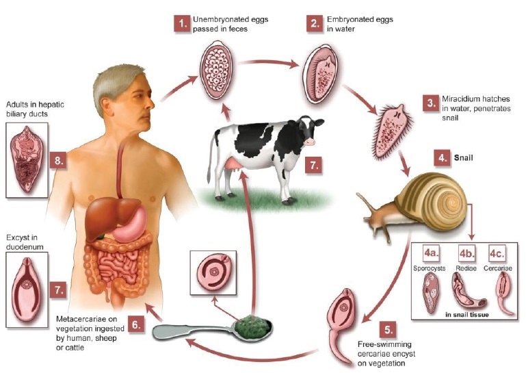 The Life Cycle of Fasciola Hepatica and More! | MD-Health.com