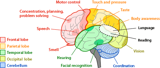 what specific part of the brain controls problem solving